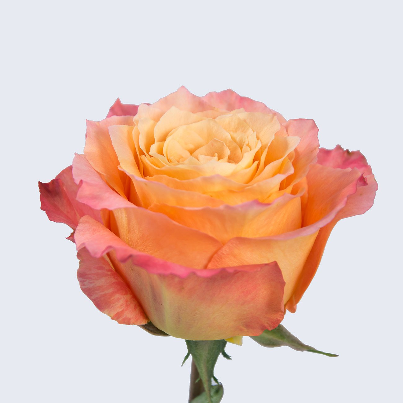 роза феникс эквадор